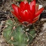 Gymnocalycium oenanthemum Blomst