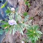 Limnophila sessiliflora 花