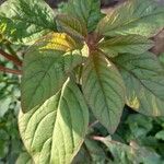 Amaranthus caudatus Yaprak