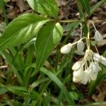 Staphylea bumalda Õis