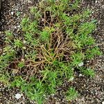 Iberis semperflorens Yaprak