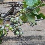 Vitis vulpina Φρούτο