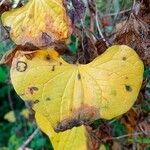 Dioscorea communis Blad