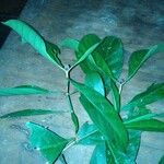 Psychotria guineensis
