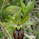 Ophrys arachnitiformis മറ്റ്