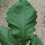 Quercus michauxii Leaf