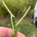 Urochloa trichopus Flower