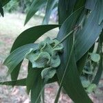 Acacia auriculiformis Owoc