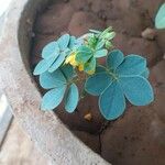 Senna obtusifolia List