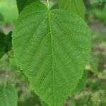 Tilia dasystyla List