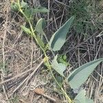 Cucurbita foetidissima Blad