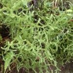 Lycopodium clavatumLeaf