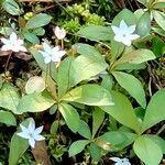 Lysimachia europaea Õis