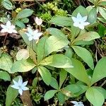 Lysimachia europaea Blodyn