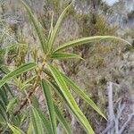 Boehmeria penduliflora Leaf