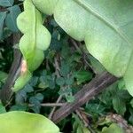 Epiphyllum phyllanthus Fuelha