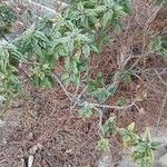 Cistus populifolius Likasa