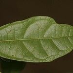 Glycydendron amazonicum Leaf