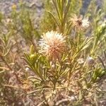 Asteriscus graveolens Fruit