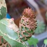 Opuntia dillenii Liść