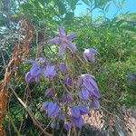 Solanum seaforthianum Flower