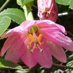 Passiflora tripartita Blüte