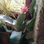 Aechmea fasciata List