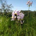 Primula clevelandii Агульны выгляд