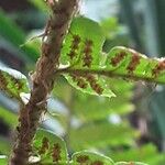 Dryopteris crassirhizoma Flower