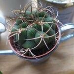 Gymnocalycium pflanzii Hoja