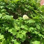 Viburnum macrocephalum 花