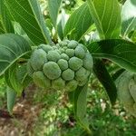 Annona squamosa 果實