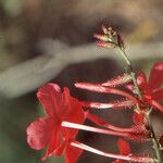 Plumbago indica 花