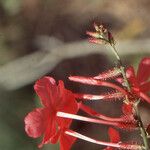 Plumbago indica Λουλούδι