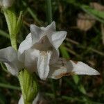Cephalanthera rubra Lorea