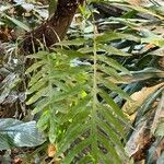 Phlebodium decumanum Leaf