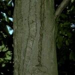 Carya tomentosa Bark