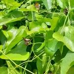 Aristolochia triangularis Foglia