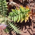 Galactites duriaei Likasa