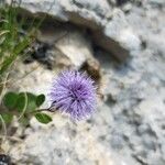Globularia incanescens Flower