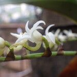 Cyrtorchis ringens Цветок