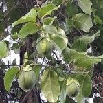 Passiflora laurifolia Fruit