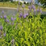 Veronica longifolia Natur