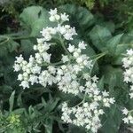 Parthenium integrifolium Flower