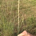 Elymus repens Fruto