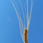 Triticum monococcum Fruit