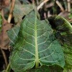 Rumex × acutus Leaf