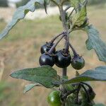 Solanum nigrum Gyümölcs