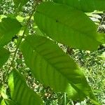 Annona reticulata Hoja