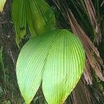 Asplundia insignis Hoja